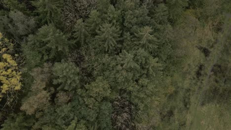 Slow-aerial-shot-flying-backwards-over-trees-and-panning-up-to-reveal-the-woodland
