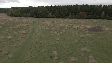 Aerial-shot-flying-passed-a-person-walking-in-an-open-field-walking-towards-the-dense-woodland