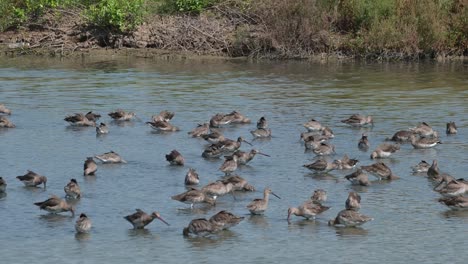 All-busy-feeding-in-the-water-with-their-long-bills-reaching-for-the-food-items-buried-in-the-mud,-Black-tailed-Godwit-Limosa-limosa,-Thailand