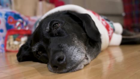 A-tired-black-senior-labrador-dog-wearing-a-Christmas-themed-sweater-as-it-lies-on-the-ground-next-to-a-decorated-Christmas-gifts