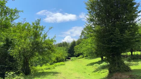 Superb-beautiful-green-postcard-landscape-Hyrcanian-forest-in-Iran-blue-sky-white-clouds-green-grass-farm-field-pasture-land-meadow-bright-happy-peaceful-nature-scenic-iran-Hyrcanian-forest-Azerbaijan