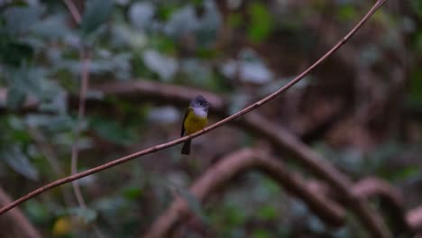 Deep-in-the-dark-of-the-forest-perched-on-a-small-vine-turning-and-looking-around,-Gray-headed-Canary-Flycatcher-Culicicapa-ceylonensis,-Thailand