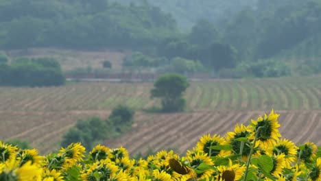 Camera-zooms-out-revealing-farmlands,-forest-and-mountains,-and-the-sunflower-field-in-the-foreground,-Common-Sunflower-Helianthus-annuus-and-Farmlands,-Thailand