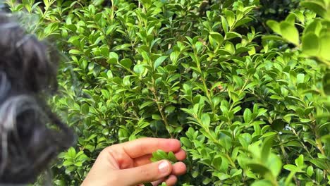Woman-touch-the-endangered-extinction-flora-species-plant-the-Buxus-Hyrcana-Pojark-tree-leaves-by-little-wonderful-fingers-scenic-shot-of-human-relationship-to-nature-in-Hyrcanian-forest-natural-Iran