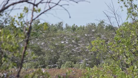 Ein-Sehr-Großer-Gemischter-Schwarm-Watvögel,-Der-An-Einem-Windigen-Tag-Im-Mangrovenwald-Fliegt,-Uferschnepfe-Limosa-Limosa,-Thailand