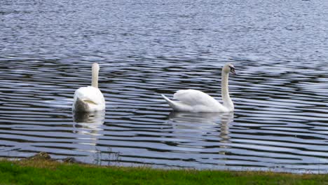 Beautiful-white-swans-swimming-in-the-Cachamuiña-reservoir-surrounded-by-water-and-grass-on-a-cloudy-and-cold-day