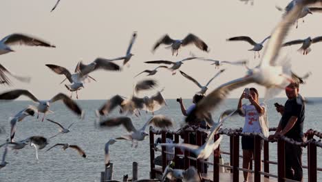 People-seen-feeding-these-migratory-birds-to-Thailand-making-it-a-community-activity,-Seagulls-feeding,-Thailand