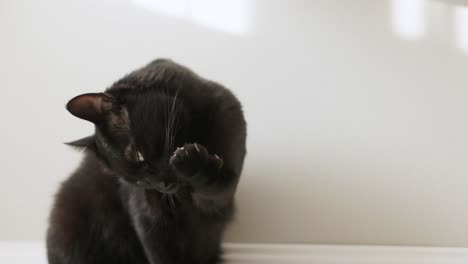 Domestizierte-Schwarze-Katze,-Die-Zu-Hause-Ihre-Pfote-Leckt