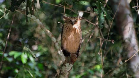Perched-on-a-broken-branch-looking-to-the-right-then-turns-its-head-to-look-straight-towards-the-camera,-Buffy-Fish-Owl-Ketupa-ketupu,-Thailand