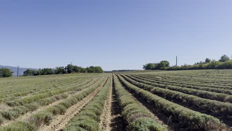 Lavender-field-in-summer-dry-ground-in-France