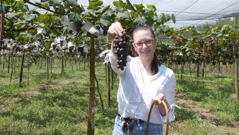 Female-holding-a-Buch-of-grapes-and-showing-to-Camera,-grapevine-Harvesting-concept