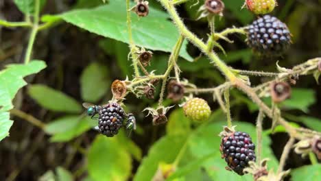 green-wonderful-color-fly-on-black-berry-hanging-on-branch-in-the-wild-forest-in-Hyrcanian-nature-Natural-wildlife-insect-cycle-in-the-woods-the-close-up-scenic-shot-from-Iran-delicious-fruits-Gilan
