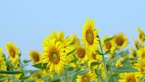 Eine-Biene-Nähert-Sich-Der-Blume,-Während-Andere-Der-Morgensonne-Zugewandt-Sind,-Gewöhnliche-Sonnenblume-Helianthus-Annuus,-Thailand
