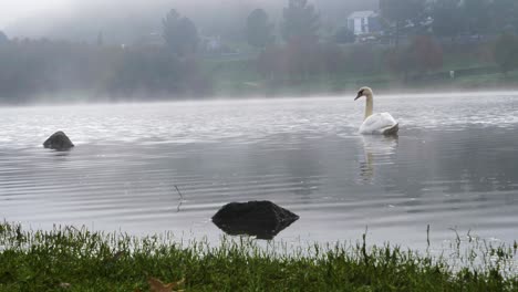 Beautiful-white-swan-swimming-alone,-bewildered-and-sad-in-the-Cachamuiña-reservoir-surrounded-by-fog-on-a-cloudy-and-cold-day