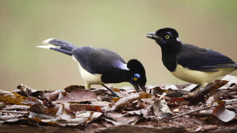 A-trio-of-stunning-Plush-crested-Jays-captured-in-the-act-of-feeding,-their-vibrant-plumage-adding-bursts-of-color-to-the-lush-jungle-backdrop
