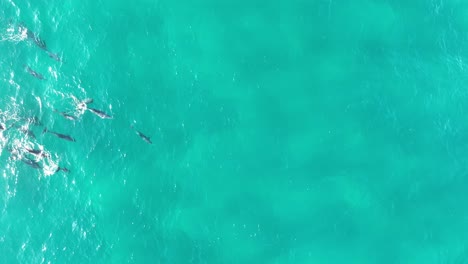 Pod-of-Dolphins-swimming-in-large-group-through-the-blue-waters-of-North-Stradbroke-Island