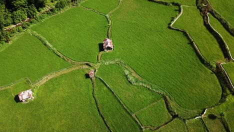 Cottage-in-the-field-red-roof-hut-in-Rice-paddy-plantation-traditional-agriculture-farmer-works-on-green-grassland-meadow-field-in-forest-mountain-In-Iran-nature-landscape-wonderful-drone-shot-aerial