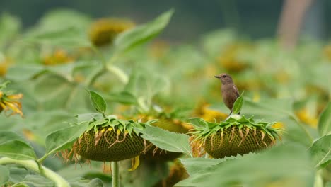 Zooming-out-revealing-this-bird-on-a-sunflower-while-looking-to-the-left,-Pied-Bushchat-Saxicola-caprata,-Thailand