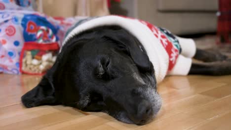 A-sleepy-black-senior-labrador-dog-wearing-a-Christmas-themed-sweater-as-it-lies-on-the-ground-next-to-a-decorated-Christmas-gifts