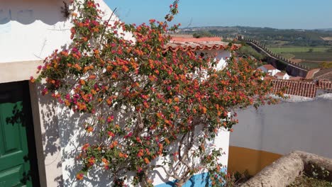 Mittelmeerblume,-Die-An-Einer-Traditionellen-Portugiesischen-Hauswand-In-Der-Altstadt-Von-Óbidos-Hängt