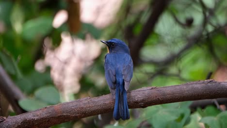 Looking-to-the-left-exposing-its-lovely-blue-feathers-on-its-back-and-also-showing-a-bit-of-its-orange-throat,-Indochinese-Blue-Flycatcher-Cyornis-sumatrensis-Male,-Thailand