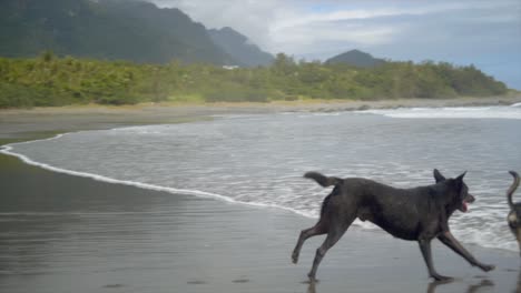 Black-dog-chasing-after-another-dog-from-sandy-wet-beach-into-water,-filmed-as-full-body-slow-motion-handheld-pan-shot