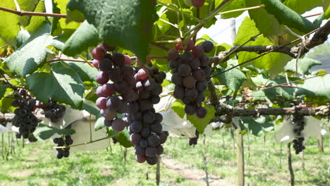 Brazilian-Grapevine-with-ripe-red-grapes-on-a-windy-day,-Camera-floating-shot