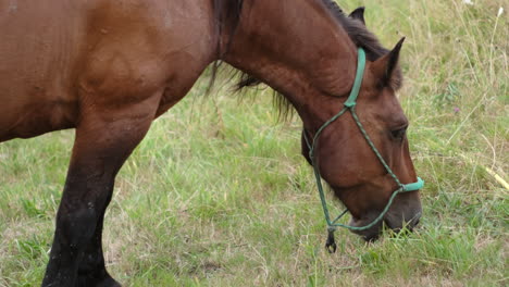 Close-up-Chestnut-brown-horse-with-halter-grazing-in-a-lush-field