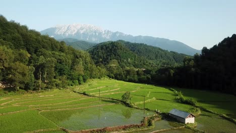 Fly-over-green-wonderful-valley-in-deep-wood-forest-hills-mountain-landscape-in-background-birds-flying-peaceful-free-the-rice-paddy-farm-field-scenic-shot-and-farmer-works-on-land-traditional-life