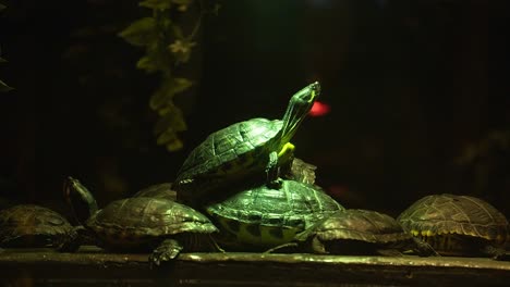 The-chinese-tortoise-standing-on-group-under-big-glow-light-in-reptile-park