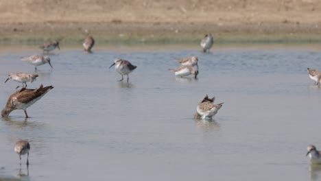 Moving-to-the-left-with-its-head-deep-into-the-water-as-other-birds-forage,-Spotted-Redshank-Tringa-erythropus,-Thailand