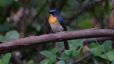 Facing-to-the-left-chirping-as-the-camera-zooms-in,-Indochinese-Blue-Flycatcher-Cyornis-sumatrensis-Male,-Thailand