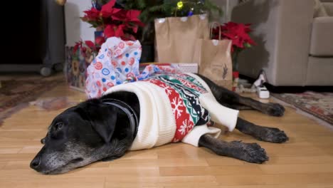 A-black-senior-labrador-dog-wearing-a-Christmas-themed-sweater-as-it-lies-on-the-ground-in-front-of-a-decorated-Christmas-tree-and-gifts