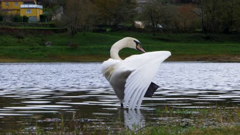 Beautiful-white-swan-dancing-in-the-water-and-wagging-its-tail-in-the-Cachamuiña-reservoir-on-a-cloudy-and-cold-day