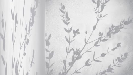 wall-corner-with-grey-background-and-shade-of-plant-tree-nature-moving-by-gentle-breeze-rendering-animation-display-products-e-commerce-online-shop-sale-discount