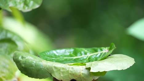 Cabai-Bunga-Api-bird-or-Orange-bellied-flowerpecker-bathing-on-the-green-leaf