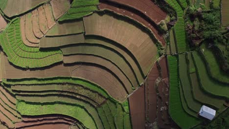 Terrace-farming-in-rural-India,-Poombarai-Village,-Kodaikanal,-Tamil-Nadu
