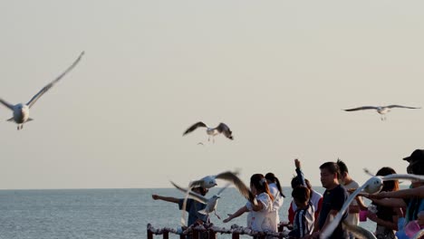 People-seen-feeding-these-seagulls-as-they-come-flying-around,-Seagulls-feeding,-Thailand
