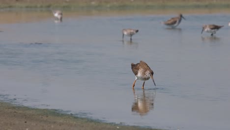 Seen-foraging-into-the-salt-pan-muddy-water-as-it-goes-to-the-right-of-the-frame,-Spotted-Redshank-Tringa-erythropus,-Thailand