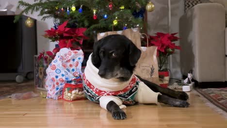 A-black-senior-labrador-dog-wearing-a-Christmas-themed-sweater-as-it-lies-on-the-ground-in-front-of-a-decorated-Christmas-tree-and-gifts