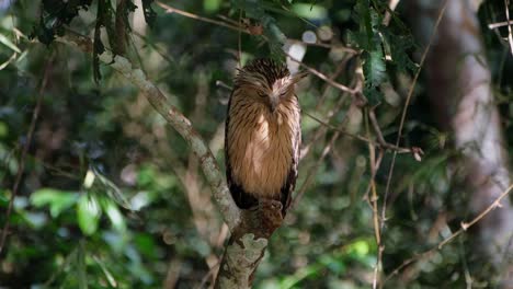 Looking-away-with-those-serious-eyes-and-then-turns-its-head-to-preen-its-back-feathers,-Buffy-Fish-Owl-Ketupa-ketupu,-Thailand