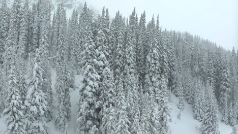 Filmische-Luftaufnahmen-Colorado-Winter-Frühling-Tiefer-Pulverschnee-Schneit-Bedeckte-Bäume-Loveland-Skigebiet-Eisenhower-Tunnel-Coon-Hill-Backcountry-I70-Schwere-Kontinentale-Wasserscheide-Rocky-Mountains-Langsam-Links