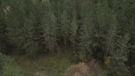 Slow-aerial-shot-flying-over-trees,-panning-up-to-reveal-and-open-field-in-the-woodland