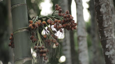 Close-up-zoom-in-shot-of-areca-nut-fruit-on-tree