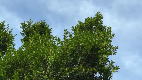 Wunderbare-Aufnahme,-Besondere-Pflanze-Pojark,-Der-Buxus-Hyrcana-Pojark,-Ein-Malerischer-Blick-Auf-Den-Blauen-Himmel,-Porträt-Kleiner-Blattbaumfloraarten-Im-Hyrkanischen-Wald,-UNESCO-geschütztes-Naturerbe,-Iran,-Aserbaidschan