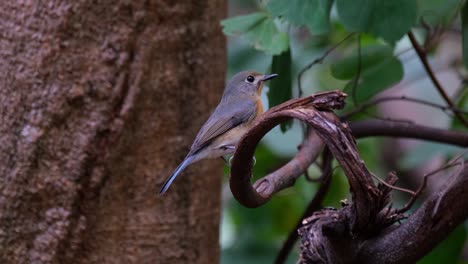 Camera-zooms-in-as-this-bird-is-perched-on-a-twisted-branch-of-a-tree-in-the-forest,-Indochinese-Blue-Flycatcher-Cyornis-sumatrensis-Female,-Thailand