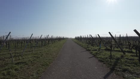 A-static-handheld-shot-of-a-path-through-an-empty-vineyard-in-the-French-winter