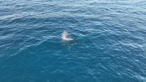 Ballenas-Nadando-En-La-Superficie-Del-Océano-Azul-En-North-Stradbroke-Island,-Queensland,-Australia