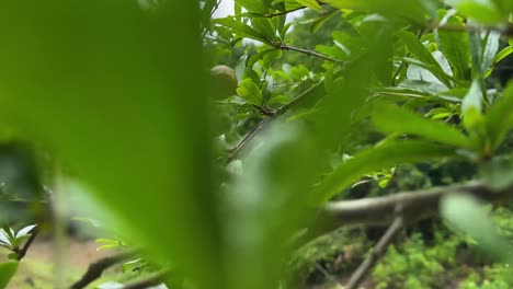 Wind-Bewegt-Wilde-Granatapfelbaumzweige-Im-Frühling,-Blühende-Blüte,-Kleine-Babyfrucht,-Rohes-Landwirtschaftliches-Produkt-Im-Iran,-Bergwaldlandschaft-Mit-Grüner-Natur-In-Gilan,-Eine-Wundervolle-Malerische-Szene