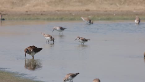 Seen-feeding-together-with-other-shore-birds,-Spotted-Redshank-Tringa-erythropus,-Thailand